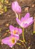 800x600-1597663718311_garden_8132.jpg