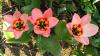 800x600-1523475958590_1_rosy_dream.jpg