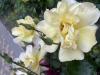 800x600-1716839438224_IMG_7296.jpeg