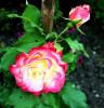 800x600-1629155146264_15.8Gorgeous_1.jpg