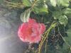 800x600-1716893579222_IMG_1943.jpeg