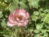 800x600-1716893579949_IMG_1944.jpeg