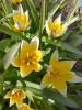 800x600-1760809996601_tulips-8733368_1280.jpg