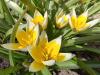 800x600-1760809996877_tulips-bloom-8733367_1280.jpg