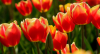 800x600-1623619872586_unitedstates.png
