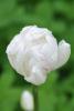 800x600-1623620086454_IceWonder.jpg