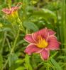 800x600-1624997710575_lily_0584.jpg