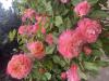 800x600-1746432676633_IMG_2182.jpeg