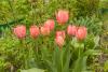 800x600-1558818323293_tulips_5172.jpg