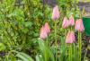 800x600-1558818323768_tulips_5509.jpg