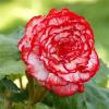 800x600-1747047887404_begonia-marmorata.jpg