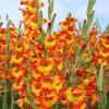 800x600-1747048243583_gladiolus-prmr.jpg
