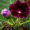 800x600-1747048710443_gloxinia-v.jpg