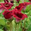 800x600-1747049037995_gloxinia-defiance.jpg