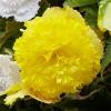 800x600-1747049380622_begonia-f-y.jpg
