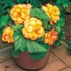 800x600-1747050486335_begonia-picotee-yellow-red.jpg