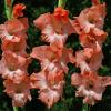 800x600-1747050834980_gladiolus-princesslee.jpg