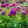 800x600-1747051258536_ranunculus-aviv-purple.jpg