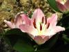 800x600-1747051581552_lilium-souvenir.jpg
