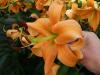 800x600-1747052091879_lilium-orange-space.jpg