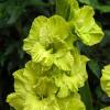 800x600-1747052624169_gladiolus-green-star.jpg