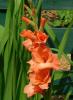 800x600-1747054069594_gladiolus-peter-pears.jpg
