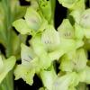800x600-1747054398306_gladiolus-prima-verde.jpg