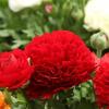 800x600-1747054754532_ranunculus-aviv-red.jpg