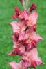 800x600-1747055110776_Gladiolus-soul.jpg