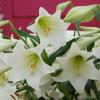 800x600-1747056615990_white-heaven.jpg