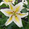 800x600-1747056916302_lilium-tigermoon.jpg
