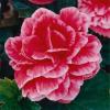 800x600-1747057269737_camelia.jpg