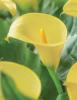 800x600-1747058166346_calla-mellow-yellow.jpg