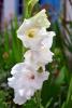 800x600-1747059065110_gladiolus-snowdon.jpg