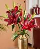 800x600-1747059488505_lilium-hardrock.jpg