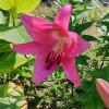 800x600-1747059928238_lilium-maldano.jpg