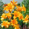 800x600-1747061401720_lilium-orangeplanet.jpg