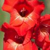 800x600-1747116492716_gladiolus-traderhorn.jpg