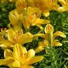 800x600-1747116879782_lilium-isle.jpg