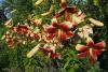 800x600-1747118289642_lilium-red-mornin.jpg