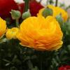 800x600-1747118579823_ranunculus-aviv-gold.jpg