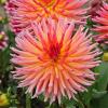 800x600-1747207060584_dahlia-cactus.jpg