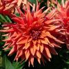 800x600-1747207361512_dahlia-cactus2.jpg