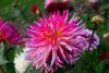 800x600-1747207816748_dahlia-cactus3.jpg