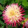 800x600-1747208329911_dahlia-cactus4.jpg