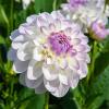 800x600-1747208757497_dahlia-decorative.jpg
