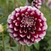 800x600-1747209220230_dahlia-decorative2.jpg