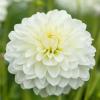800x600-1747209386861_dahlia-decorative3.jpg