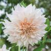 800x600-1747209645396_dahlia-decorative4.jpg