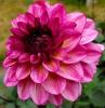 800x600-1747209880657_dahlia-decorative5.jpg